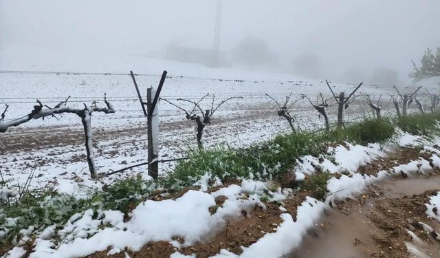 Manisa'da ani kar üreticiyi zorladı