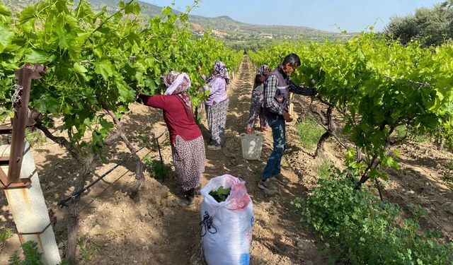 Üzüm bağlarında yaprak mesaisi