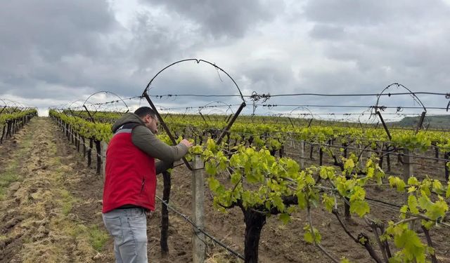 Hava sıcaklığı dalgalanmaları tarım alanlarında incelendi