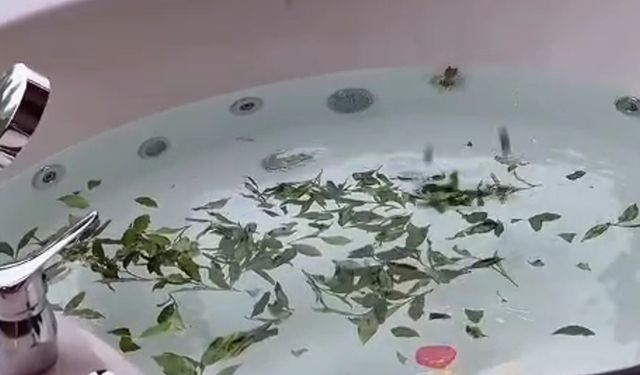 Bu da Rizelilerin jakuzisi ‘Çaykuzi'