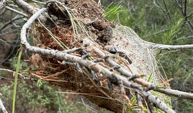 Çam ormanlarına biyolojik kalkan