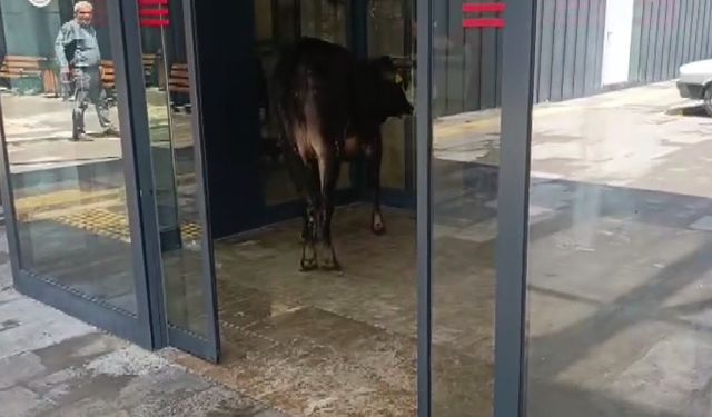 Kaçan kurbanlık dana soluğu acil serviste aldı