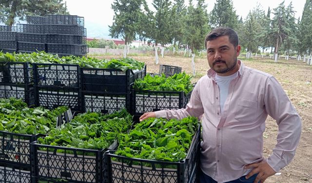 Yeşil altın bağcıya erken kazanç sağlıyor