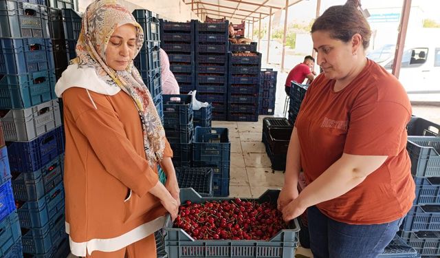 25 yıllık kiraz ağacının meyveleri Selendi'den Avrupa'ya