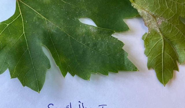 Sarıgöl’de bağcılar için salkım güvesi uyarısı