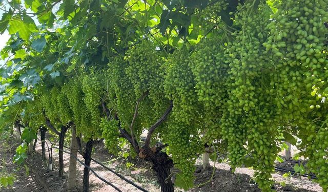 Bilinçli gübreleme, Sarıgöl bağlarında verim ve kaliteyi artırıyor