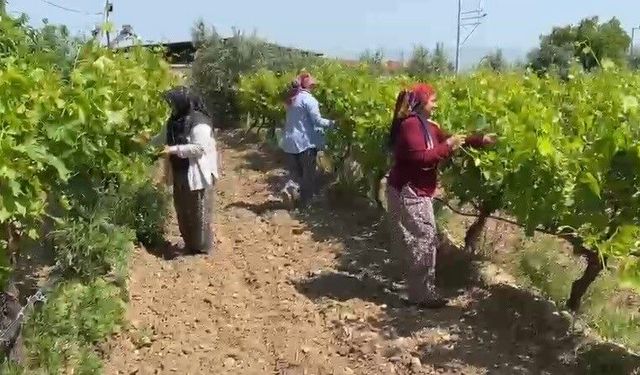 Manisa çiftçilere uyarı! Son gün 1 Temmuz