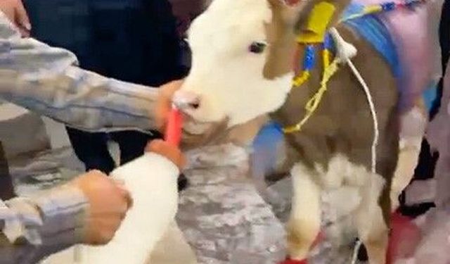 Takı diye buzağı taktılar