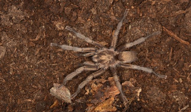 Türkiye'de ilk kez yeni bir tarantula cinsi kaydedildi