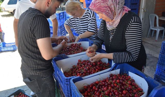 Meşhur Demirci kirazından hasat başladı