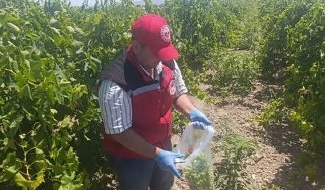 Salihli'de pestisit kalıntısına sıkı denetim