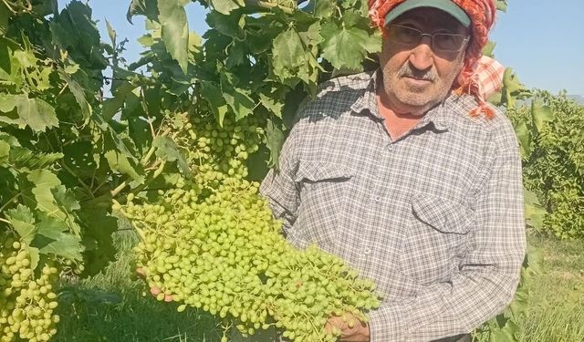 Sarıgöl'de dev salkımlar ihracat yolunda