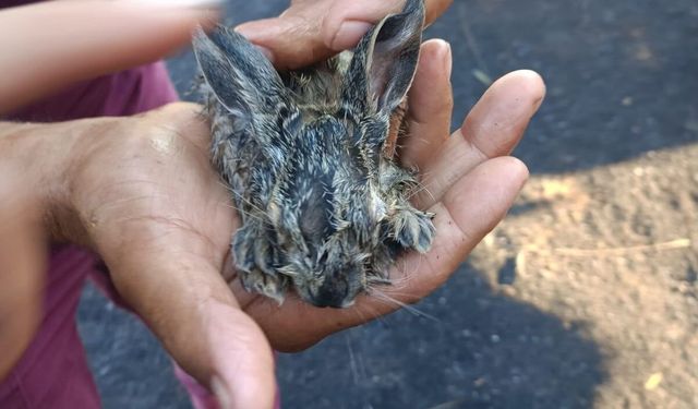 Manisa'daki orman yangınında 3 yavru tavşan kurtarıldı