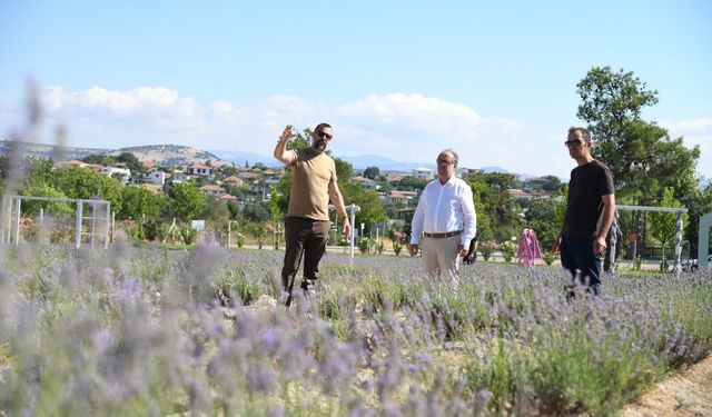 Yunusemre'de lavanta hasadı başlıyor