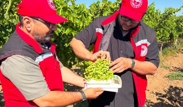 Manisa bağlarında hasat öncesi rekolte saha çalışmaları başladı