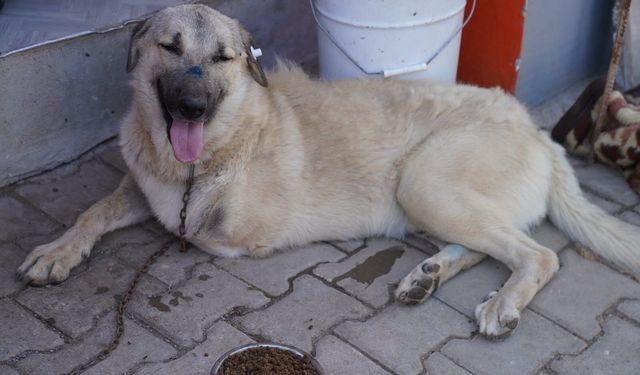 Ateşli silahla vurulmuştu: Ampute edilen 'Yaman' yuvasını yurtdışında buldu