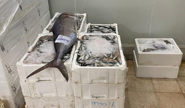 İzmir’de balık hali denetimi: 241 kilo kaçak su ürünleri ele geçirildi
