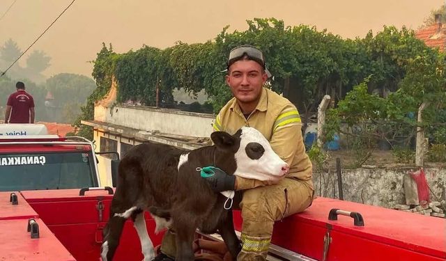 Orman yangınından kurtarılan buzağının iç ısıtan fotoğrafı