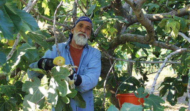 Dünyanın ilk incirinde son hasat bereketi