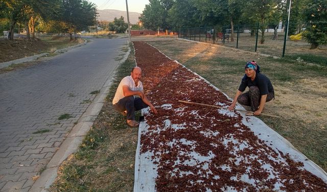 Sezonun ilk kuru üzümü çuvala girdi