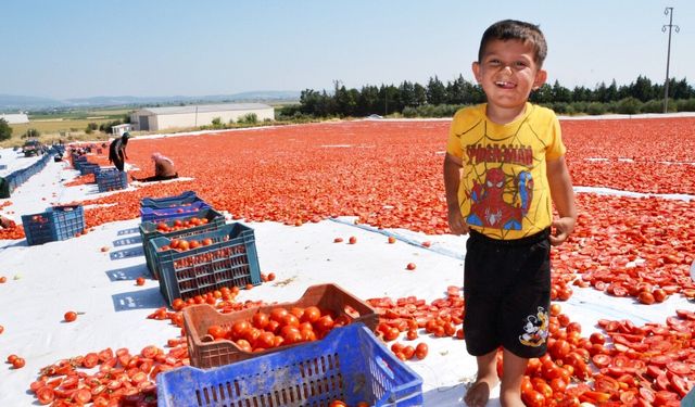 Domatesler güneşle buluştu, Gediz Ovası kırmızıya büründü