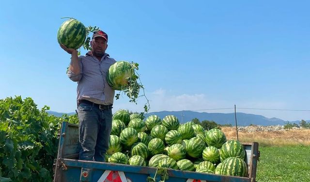 Tarlada para etmeyen karpuzu pazarda kendisi satıyor