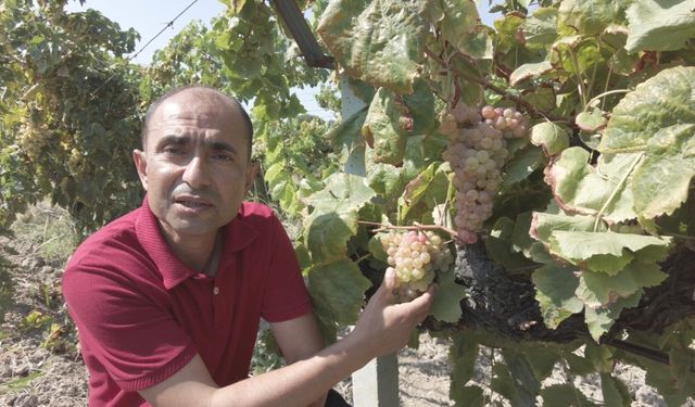 Dalında üzüm, tadında çilek var