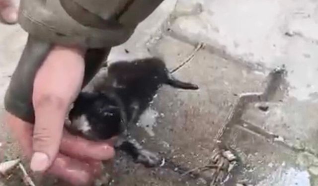 Yangında su ve oksijen verilen yavru kedi hayata döndürüldü