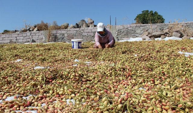 Yuntdağı fıstığı için hasat şenliği düzenlenecek