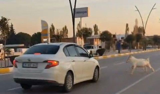 Manisa’da yola çıkan sürü kazaya neden oldu: 3 keçi telef oldu