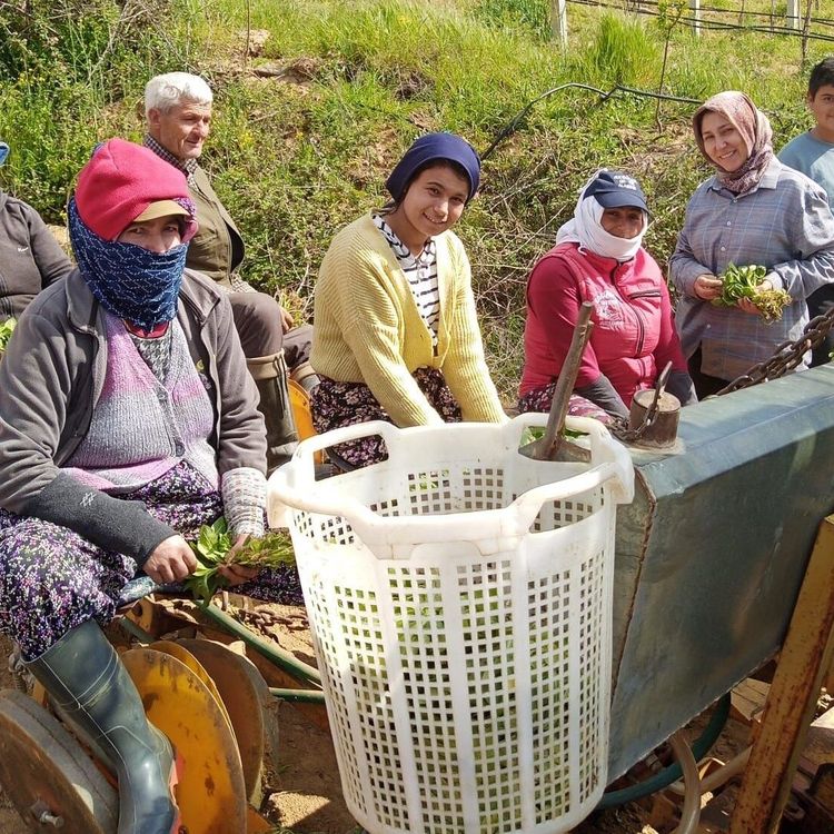 Sarıgöl’de tütün dikimi başladı