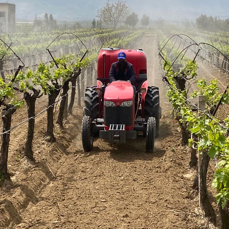 Alaşehir'de "3K Bağcılık" ile kalıntısız üretim başladı