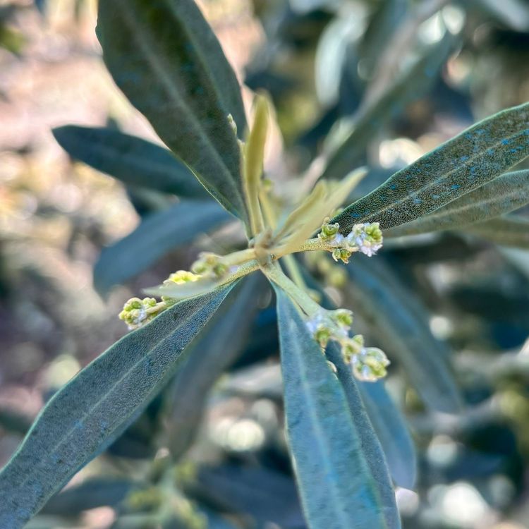 Salihli’de zeytin üreticilerine "Zeytin Pamuklu Biti" uyarısı