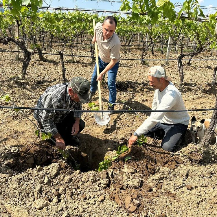 TARİŞ’ten bağlara yakın takip