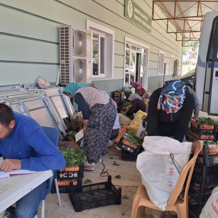 Sarıgöl’de taze bağ yaprağı mesaisi başladı