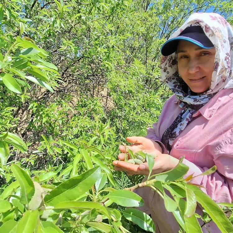 Çağla, üreticisinin yüzünü güldürdü