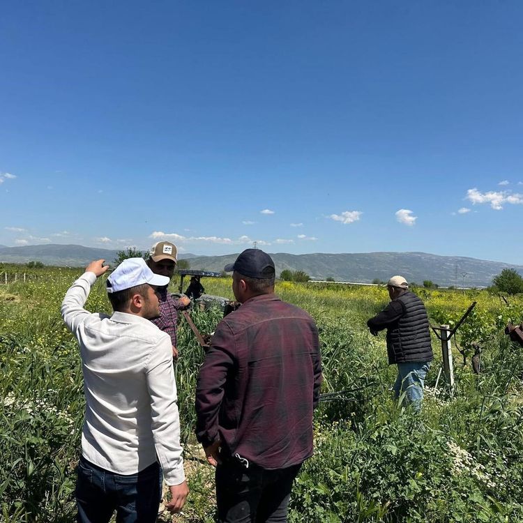 Sarıgöl bağlarında 3K hamlesi