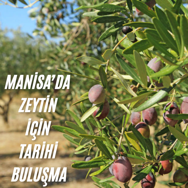 Manisa'da zeytin için tarihi buluşma