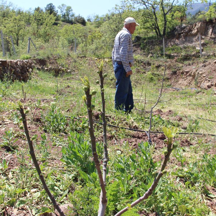 Manisa'da yetişiyor burada da olur dedi, Çorum'da ilk incir bahçesini kurdu