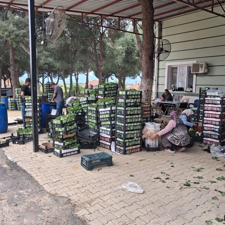 Taze bağ yaprağı aile ekonomisine can suyu oldu
