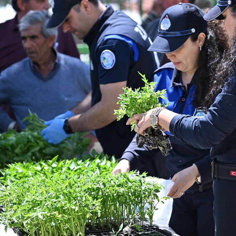 Salihlili üreticilere 34 bin sebze fidesi