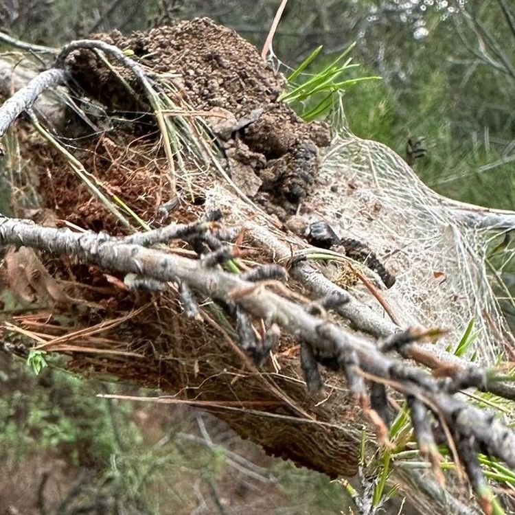 Çam ormanlarına biyolojik kalkan