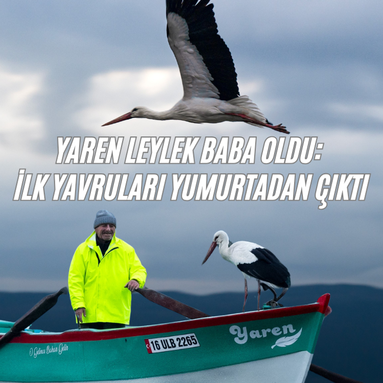 Yaren leylek baba oldu: İlk yavruları yumurtadan çıktı