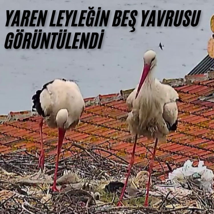 Bursa'da Yaren leyleğin yuvasında büyük sevinç...Beş yavru da görüntülendi