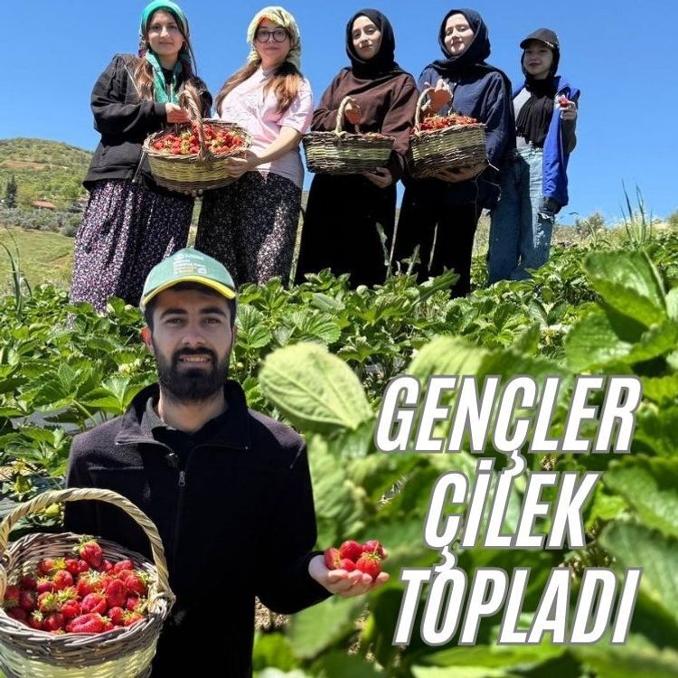 Salihli'de gönüllü gençler çilek hasadı yaptı
