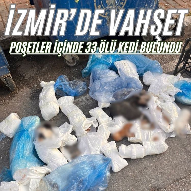 İzmir'de poşetler içinde 33 ölü kedi bulundu