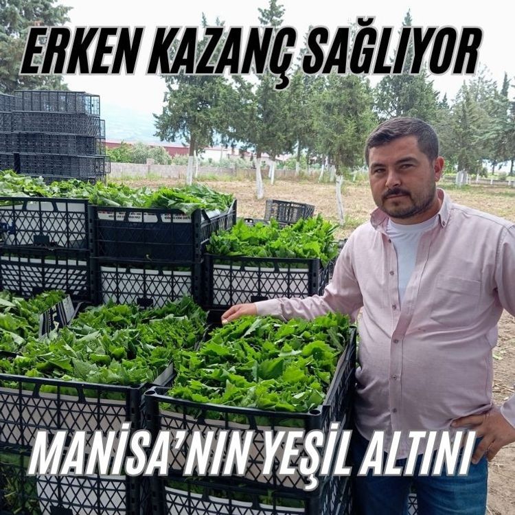 Yeşil altın bağcıya erken kazanç sağlıyor