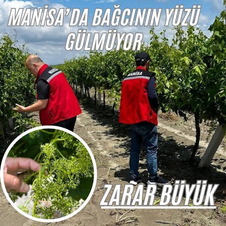 Manisa’da dolu ve selde üzüm bağları zarar gördü