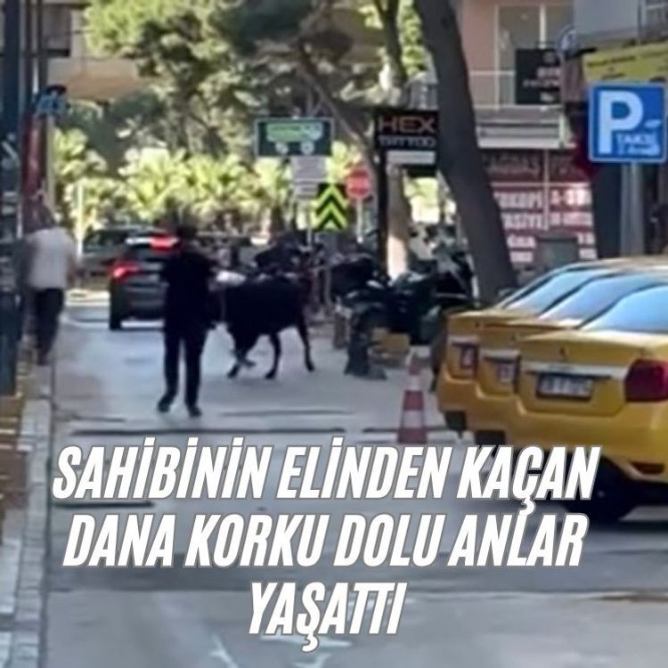 Sahibinin elinden kaçan dana korku dolu anlar yaşattı