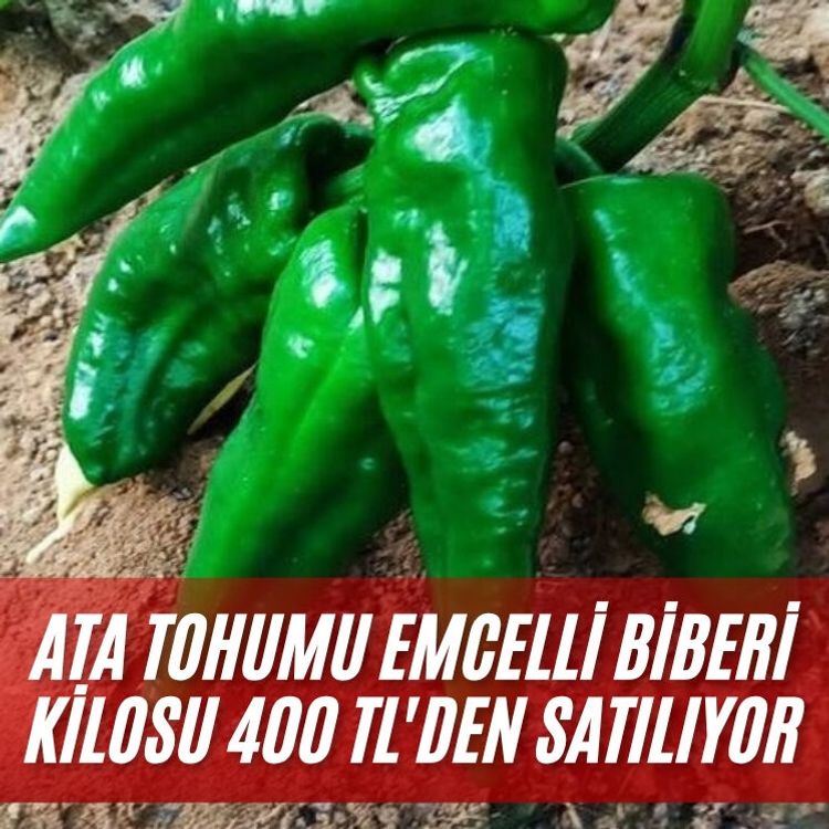 Ata tohumu Emcelli Biberi kilosu 400 TL'den satılıyor